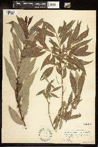 Salix eriocephala image